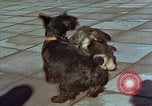 Immagine di Adolf Hitler cani Berchtesgaden Germania, 1940, secondo 10 filmato di repertorio 65675047969