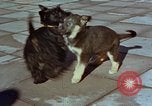 Immagine di Adolf Hitler cani Berchtesgaden Germania, 1940, secondo 11 filmato di repertorio 65675047969