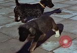 Immagine di Adolf Hitler cani Berchtesgaden Germania, 1940, secondo 12 filmato di repertorio 65675047969