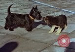 Immagine di Adolf Hitler cani Berchtesgaden Germania, 1940, secondo 14 filmato di repertorio 65675047969