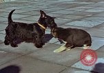 Immagine di Adolf Hitler cani Berchtesgaden Germania, 1940, secondo 15 filmato di repertorio 65675047969