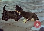 Immagine di Adolf Hitler cani Berchtesgaden Germania, 1940, secondo 16 filmato di repertorio 65675047969