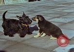 Immagine di Adolf Hitler cani Berchtesgaden Germania, 1940, secondo 17 filmato di repertorio 65675047969