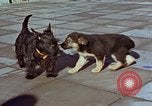 Immagine di Adolf Hitler cani Berchtesgaden Germania, 1940, secondo 18 filmato di repertorio 65675047969