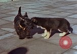 Immagine di Adolf Hitler cani Berchtesgaden Germania, 1940, secondo 19 filmato di repertorio 65675047969