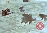 Immagine di Adolf Hitler cani Berchtesgaden Germania, 1940, secondo 20 filmato di repertorio 65675047969