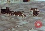 Immagine di Adolf Hitler cani Berchtesgaden Germania, 1940, secondo 21 filmato di repertorio 65675047969
