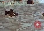 Immagine di Adolf Hitler cani Berchtesgaden Germania, 1940, secondo 22 filmato di repertorio 65675047969