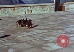 Immagine di Adolf Hitler cani Berchtesgaden Germania, 1940, secondo 24 filmato di repertorio 65675047969
