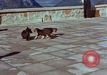 Immagine di Adolf Hitler cani Berchtesgaden Germania, 1940, secondo 25 filmato di repertorio 65675047969