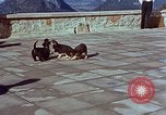 Immagine di Adolf Hitler cani Berchtesgaden Germania, 1940, secondo 26 filmato di repertorio 65675047969