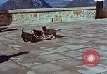 Immagine di Adolf Hitler cani Berchtesgaden Germania, 1940, secondo 27 filmato di repertorio 65675047969