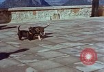 Immagine di Adolf Hitler cani Berchtesgaden Germania, 1940, secondo 28 filmato di repertorio 65675047969