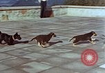 Immagine di Adolf Hitler cani Berchtesgaden Germania, 1940, secondo 30 filmato di repertorio 65675047969