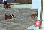 Immagine di Adolf Hitler cani Berchtesgaden Germania, 1940, secondo 31 filmato di repertorio 65675047969