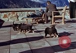 Immagine di Adolf Hitler cani Berchtesgaden Germania, 1940, secondo 34 filmato di repertorio 65675047969