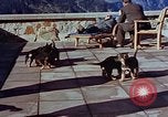 Immagine di Adolf Hitler cani Berchtesgaden Germania, 1940, secondo 35 filmato di repertorio 65675047969
