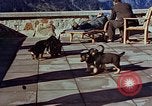 Immagine di Adolf Hitler cani Berchtesgaden Germania, 1940, secondo 36 filmato di repertorio 65675047969