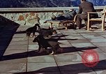Immagine di Adolf Hitler cani Berchtesgaden Germania, 1940, secondo 37 filmato di repertorio 65675047969