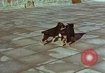 Immagine di Adolf Hitler cani Berchtesgaden Germania, 1940, secondo 39 filmato di repertorio 65675047969