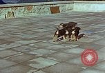 Immagine di Adolf Hitler cani Berchtesgaden Germania, 1940, secondo 40 filmato di repertorio 65675047969