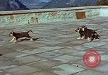 Immagine di Adolf Hitler cani Berchtesgaden Germania, 1940, secondo 41 filmato di repertorio 65675047969