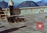 Immagine di Adolf Hitler cani Berchtesgaden Germania, 1940, secondo 43 filmato di repertorio 65675047969