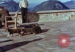 Immagine di Adolf Hitler cani Berchtesgaden Germania, 1940, secondo 45 filmato di repertorio 65675047969