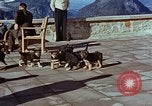 Immagine di Adolf Hitler cani Berchtesgaden Germania, 1940, secondo 48 filmato di repertorio 65675047969