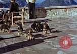 Immagine di Adolf Hitler cani Berchtesgaden Germania, 1940, secondo 49 filmato di repertorio 65675047969