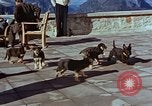 Immagine di Adolf Hitler cani Berchtesgaden Germania, 1940, secondo 50 filmato di repertorio 65675047969