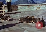 Immagine di Adolf Hitler cani Berchtesgaden Germania, 1940, secondo 51 filmato di repertorio 65675047969