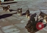 Immagine di Adolf Hitler cani Berchtesgaden Germania, 1940, secondo 52 filmato di repertorio 65675047969