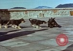 Immagine di Adolf Hitler cani Berchtesgaden Germania, 1940, secondo 53 filmato di repertorio 65675047969