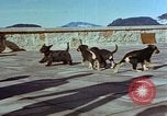Immagine di Adolf Hitler cani Berchtesgaden Germania, 1940, secondo 55 filmato di repertorio 65675047969
