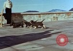 Immagine di Adolf Hitler cani Berchtesgaden Germania, 1940, secondo 56 filmato di repertorio 65675047969