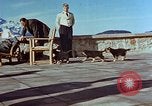 Immagine di Adolf Hitler cani Berchtesgaden Germania, 1940, secondo 58 filmato di repertorio 65675047969