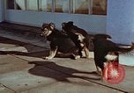 Immagine di Adolf Hitler cani Berchtesgaden Germania, 1940, secondo 60 filmato di repertorio 65675047969