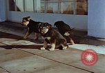 Immagine di Adolf Hitler cani Berchtesgaden Germania, 1940, secondo 61 filmato di repertorio 65675047969