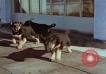 Immagine di Adolf Hitler cani Berchtesgaden Germania, 1940, secondo 62 filmato di repertorio 65675047969