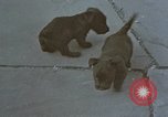 Standbild Berghof Terrasse Berchtesgaden Deutschland, 1940, aus Sekunde 25 historischem Filmmaterial Videoclip 65675047970
