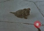 Standbild Berghof Terrasse Berchtesgaden Deutschland, 1940, aus Sekunde 27 historischem Filmmaterial Videoclip 65675047970