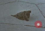 Standbild Berghof Terrasse Berchtesgaden Deutschland, 1940, aus Sekunde 28 historischem Filmmaterial Videoclip 65675047970