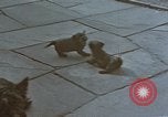 Standbild Berghof Terrasse Berchtesgaden Deutschland, 1940, aus Sekunde 31 historischem Filmmaterial Videoclip 65675047970