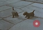 Standbild Berghof Terrasse Berchtesgaden Deutschland, 1940, aus Sekunde 33 historischem Filmmaterial Videoclip 65675047970