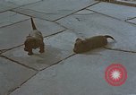 Standbild Berghof Terrasse Berchtesgaden Deutschland, 1940, aus Sekunde 35 historischem Filmmaterial Videoclip 65675047970