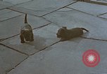 Standbild Berghof Terrasse Berchtesgaden Deutschland, 1940, aus Sekunde 37 historischem Filmmaterial Videoclip 65675047970