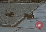 Standbild Berghof Terrasse Berchtesgaden Deutschland, 1940, aus Sekunde 51 historischem Filmmaterial Videoclip 65675047970