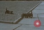 Standbild Berghof Terrasse Berchtesgaden Deutschland, 1940, aus Sekunde 52 historischem Filmmaterial Videoclip 65675047970