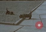 Standbild Berghof Terrasse Berchtesgaden Deutschland, 1940, aus Sekunde 53 historischem Filmmaterial Videoclip 65675047970